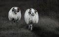 German Moorland Sheep ( Heidschnucke )