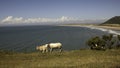 Moorland sheep Royalty Free Stock Photo