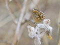 Moors bruin blauwtje, Southern Brown Argus, Aricia cramera Royalty Free Stock Photo