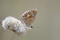 Moors bruin blauwtje, Southern Brown Argus, Aricia cramera Royalty Free Stock Photo