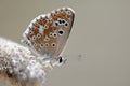 Moors bruin blauwtje, Southern Brown Argus, Aricia cramera Royalty Free Stock Photo