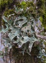 Moos and licens (Cetraria islandica) on a bark