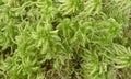 Moos - Sphagnum Royalty Free Stock Photo