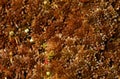 Moos Sphagnum papillosum Royalty Free Stock Photo