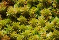 Moos Sphagnum papillosum Royalty Free Stock Photo