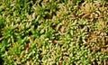 Moos Sphagnum papillosum Royalty Free Stock Photo