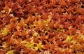 Moos Sphagnum papillosum Royalty Free Stock Photo