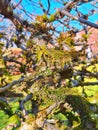 Moss on a tree in a garden in the springtime. Royalty Free Stock Photo