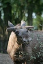 Moose Royalty Free Stock Photo