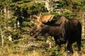 Bull Moose Stands At Edge of Forest