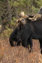 Bull Moose Shed Dropped Antlers Royalty Free Stock Photo