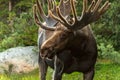 Moose Royalty Free Stock Photo