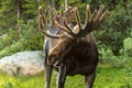 Moose Royalty Free Stock Photo