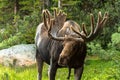 Moose Royalty Free Stock Photo