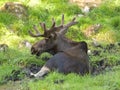 Moose Royalty Free Stock Photo
