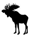 Moose Royalty Free Stock Photo