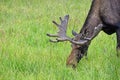 moose in Alaska Wildlife Conservation Center, Alaska Royalty Free Stock Photo