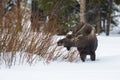 Moose nibbling on twigs in snow Royalty Free Stock Photo