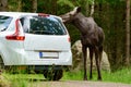 Moose Royalty Free Stock Photo