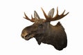 Wall-mounted Moose throphy isolated on white