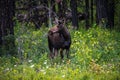 Moose in Turnbull, National Wildlife Refuge, WA