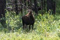 Moose in Turnbull, National Wildlife Refuge, WA