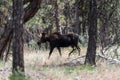 Moose in Turnbull National Wildlife Refuge, WA