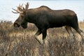 Moose - Alces, Canadian Rockies