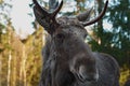 Moose, Alces alces, Hallaryd, Sweden, detail 1