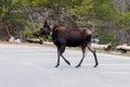 Moose (Alces alces) with a radio tracking collar in a parking lot Royalty Free Stock Photo