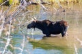 mother moose standing in the river Royalty Free Stock Photo