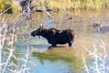 mother moose standing in the river Royalty Free Stock Photo
