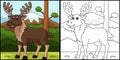 Moose Animal Coloring Page Colored Illustration Royalty Free Stock Photo