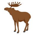Moose animal, large deer with palmate antlers