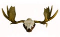 Moose antler