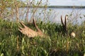 Moose antler shed