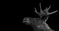 Moose antlers 3d isolated black white background woow