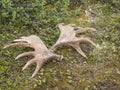 Moose antlers lying on the ground with moss and arctic shrubs at Swedish Lapland