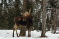 Moose with antlers (Omega Park of Quebec) Royalty Free Stock Photo