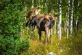 Moose in the Aspen Trees Colorado Royalty Free Stock Photo