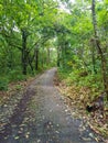 moose asphalt tree jungle forest rain green leafes sun over street road path north chiang mai thailand autumn move