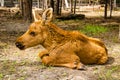 Moose baby animal Royalty Free Stock Photo