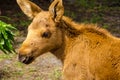 Moose baby animal Royalty Free Stock Photo