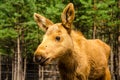 Moose baby animal Royalty Free Stock Photo