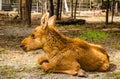 Moose baby animal Royalty Free Stock Photo