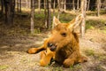 Moose baby animal Royalty Free Stock Photo