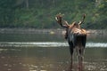 Moose from behind in the river Royalty Free Stock Photo