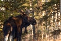 Moose with big antlers is in the boreal forest and looking back Royalty Free Stock Photo