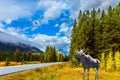 Moose with big horns. Great road crosses the Canadian Rockies.