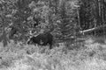Moose in Black and White Form Grazing